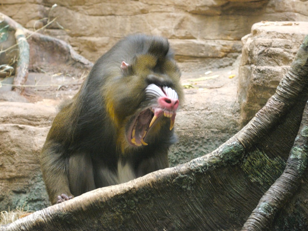 an ape, yawning