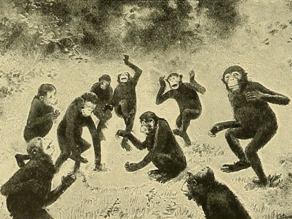 line drawing of a group of apes