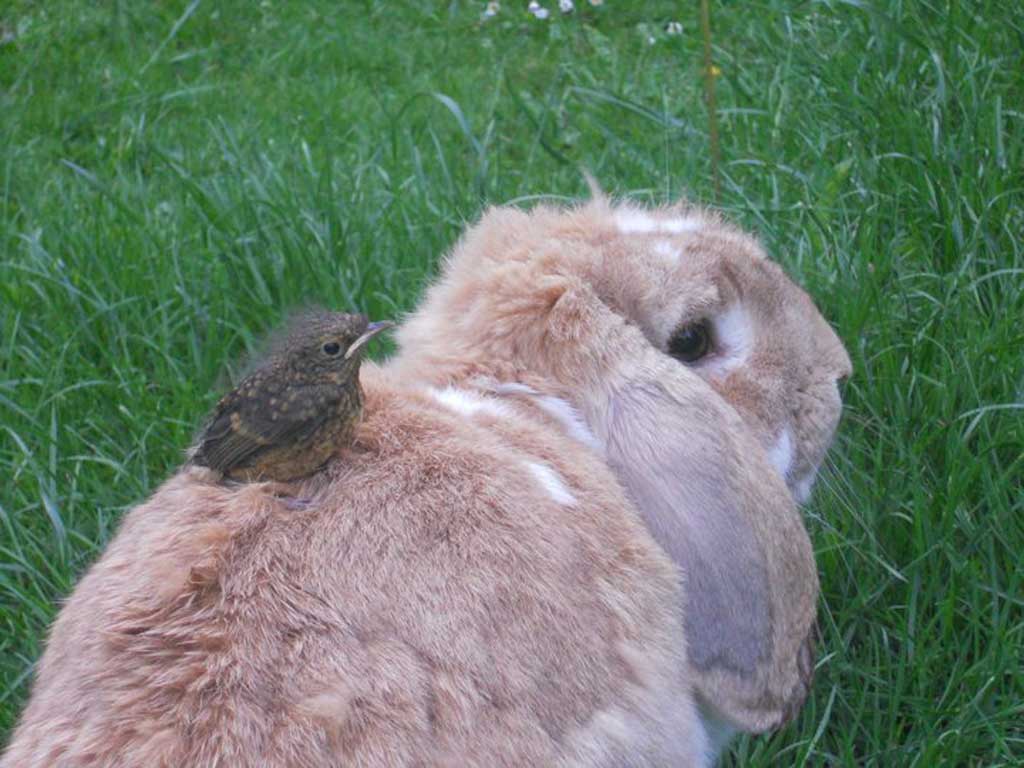photo of a rabbit, with a small bird perched on its back